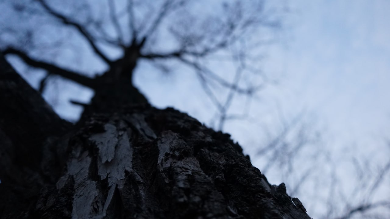 В Курской области водитель «Ауди» пострадал, врезавшись в пень