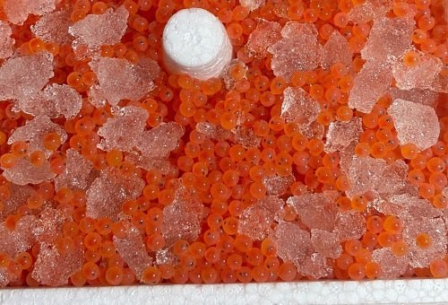 В Курскую область поступила партия из 100 тысяч штук форелевой икры из Польши