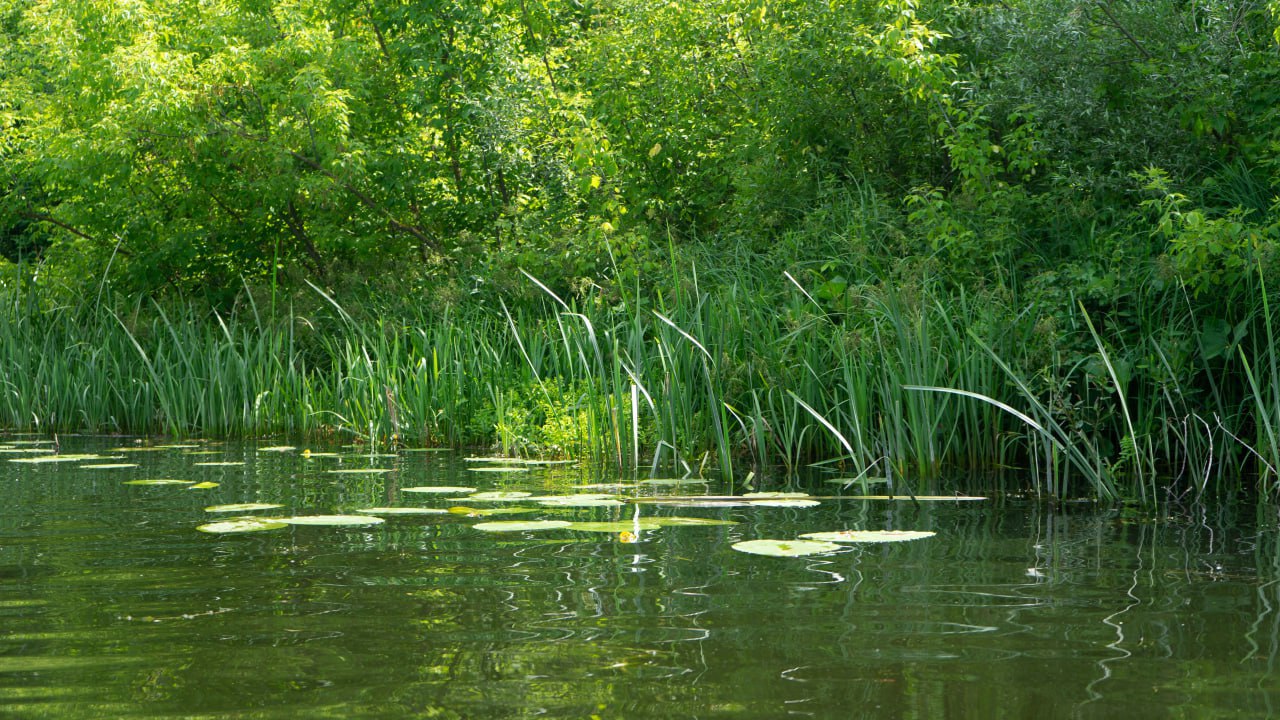 В Горшеченском районе местные рыбаки спасли тонувшего ребенка