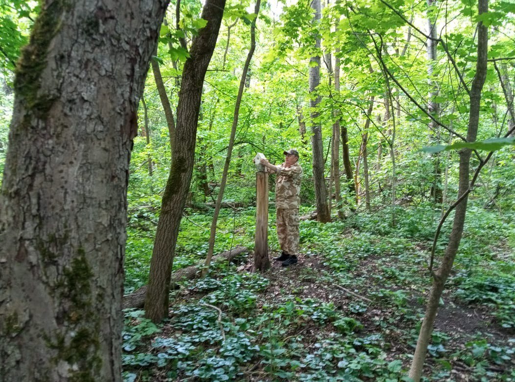 В Курской области за неделю зафиксированы два ДТП с участием диких животных