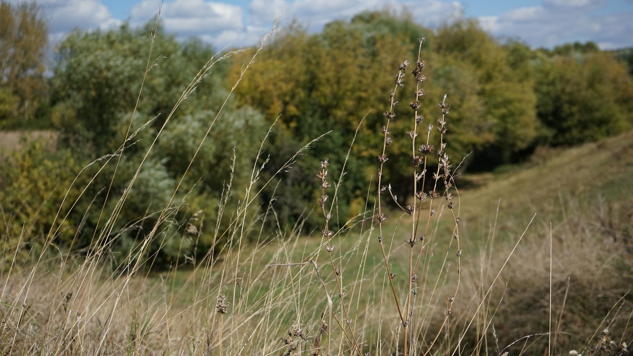 Курская область не отправила в Беларусь почти 1900 тонн заражённого льна