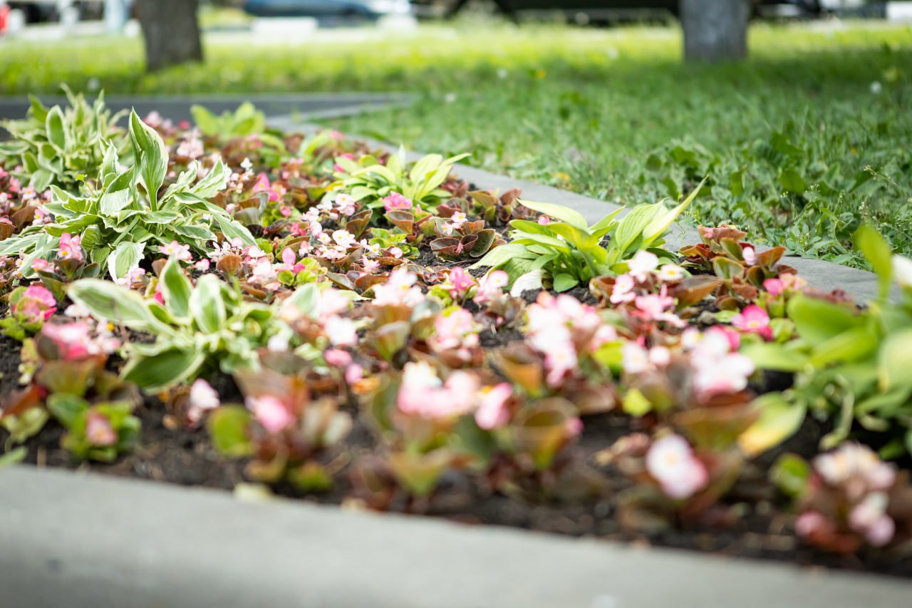 В курском сквере Георгия Свиридова высадили многоуровневые цветники