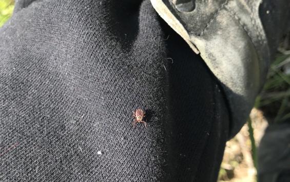 В Курской области с начала года клещи покусали более 860 человек