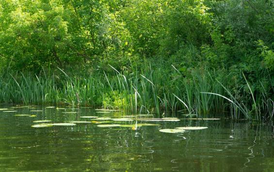 С начала года в Курской области утонули 29 человек: летом — 10, большинство на диких пляжах С начала года в Курской области утонули 29 человек: летом — 10, большинство на диких пляжах