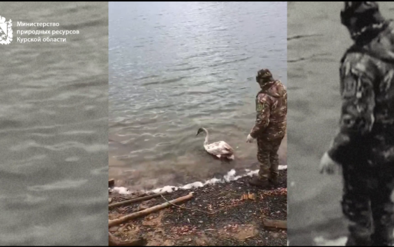 В Курской области жительница спасла молодого лебедя и передала его специалистам В Курской области жительница спасла молодого лебедя и передала его специалистам
