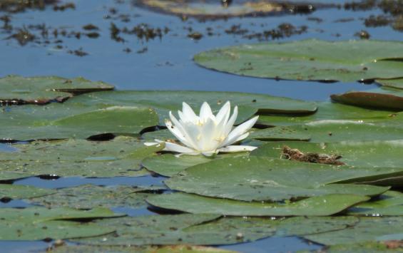 В Курской области охранные зоны трех памятников природы внесли в ЕГРН