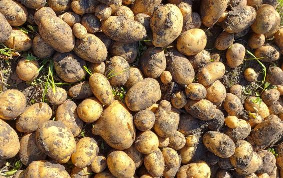 В Курской области подорожали картофель и огурцы перед новогодними покупками В Курской области подорожали картофель и огурцы перед новогодними покупками