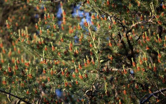 В Курской области добровольцы и казаки усилили патрули хвойных лесов перед праздниками В Курской области добровольцы и казаки усилили патрули хвойных лесов перед праздниками
