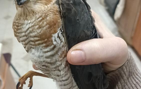 В Курской области кот поймал ястреба и принес его на веранду