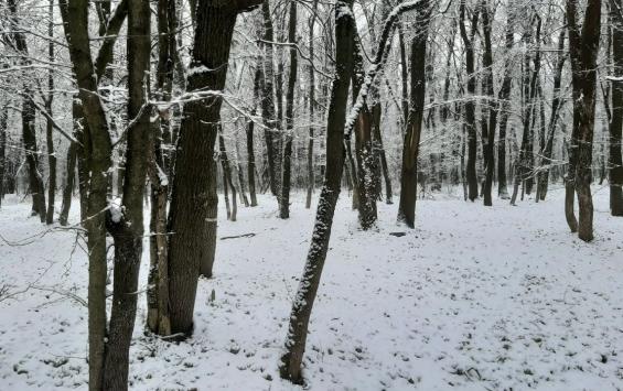В Цветовом лесу Курска проводят санитарную рубку из-за опасного вредителя В Цветовом лесу Курска проводят санитарную рубку из-за опасного вредителя