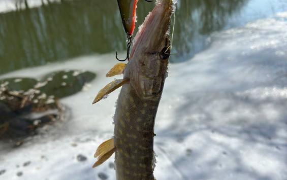 Курское предприятие оформило 6,6 тонны рыбы из нескольких килограммов сырья Курское предприятие оформило 6,6 тонны рыбы из нескольких килограммов сырья