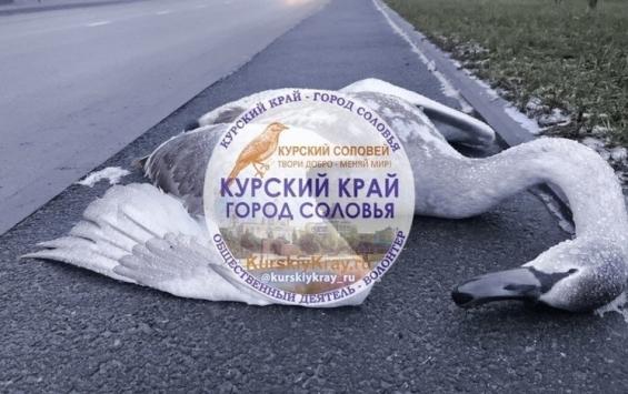 В Курске на улице Просторной нашли мёртвого лебедя со следами крови В Курске на улице Просторной нашли мёртвого лебедя со следами крови