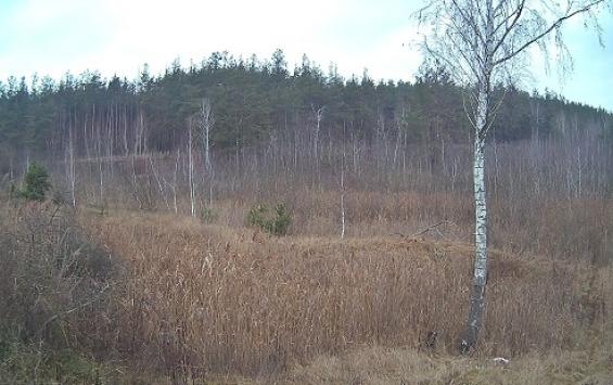 В Курском районе нашли заросшие сельхозземли после проверки по требованию прокуратуры