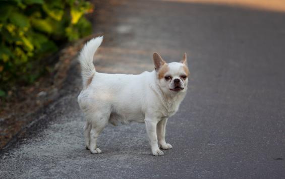 В Курской области ветклиника выплатила хозяйке собаки 1 млн рублей после гибели щенков