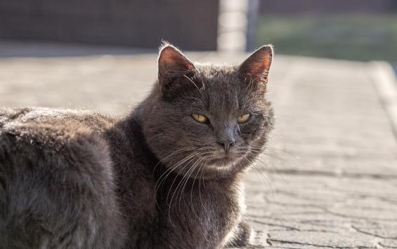 В Курской области 22 марта будет до +10 градусов В Курской области 22 марта будет до +10 градусов