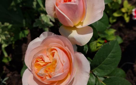 В Курске на проспекте Победы вместо тюльпанов появятся розы В Курске на проспекте Победы вместо тюльпанов появятся розы