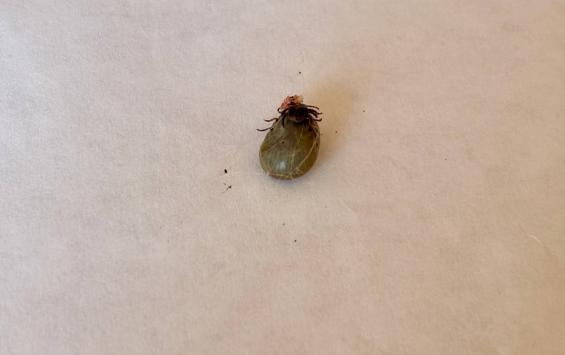 В Курской области более 50 человек пострадали от укусов клещей с начала сезона