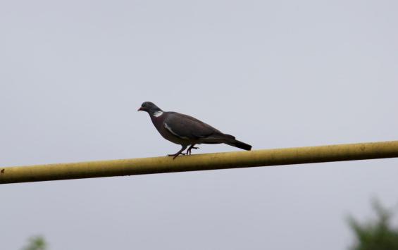 В Курской области 29 марта ожидаются дожди с мокрым снегом