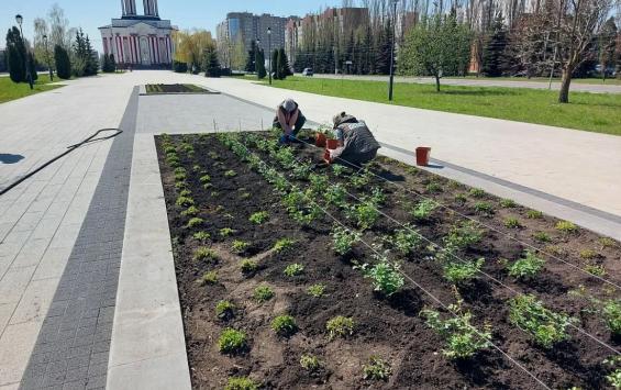 В Курской области в парке «Патриот» высадили 450 роз к Дню Победы