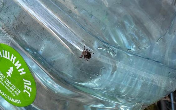 В Курской области выросло число случаев боррелиоза