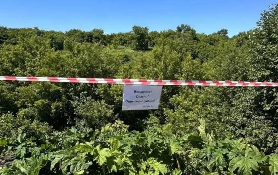 В Курске избавляются от массовых скоплений борщевика В Курске избавляются от массовых скоплений борщевика