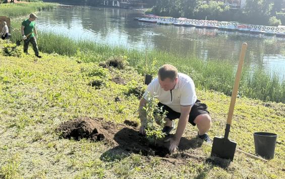В Курске на Боевке высадили 100 ив